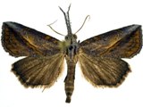 Zekelita crassisquamata